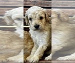 Puppy Boogie Goldendoodle