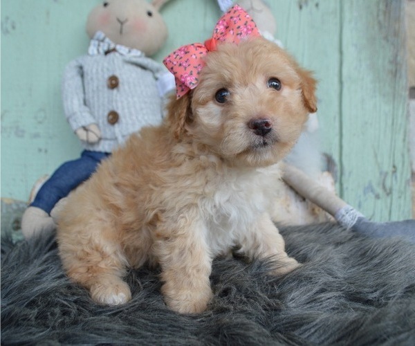 Medium Photo #3 F2 Aussiedoodle Puppy For Sale in HONEY BROOK, PA, USA