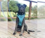 Small #2 French Bulldog Mix