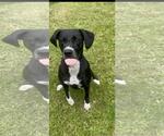 Small Labrador Retriever Mix