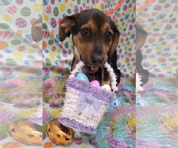 Medium Photo #6 Beagle-Black and Tan Coonhound Mix Puppy For Sale in Attalka, AL, USA