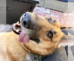Henry - Male German Shepherd Dog Dog for Adoption - Small photo