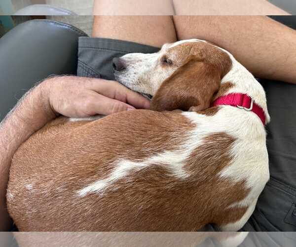 Medium Photo #5 Beagle Puppy For Sale in Dunnellon, FL, USA