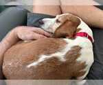 Small Photo #5 Beagle Puppy For Sale in Dunnellon, FL, USA