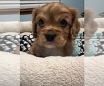 Small Photo #5 Cavalier King Charles Spaniel Puppy For Sale in LOCKPORT, IL, USA