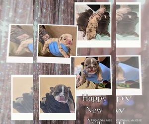 English Bulldog Puppy for sale in FAIRFIELD, CA, USA