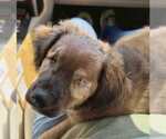 Small #6 Chow Chow-Cocker Spaniel Mix