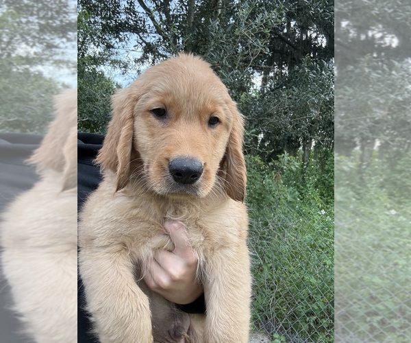 Medium Photo #2 Golden Retriever Puppy For Sale in LAKELAND, FL, USA