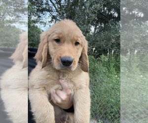 Medium Golden Retriever