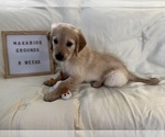Small Photo #4 Golden Retriever Puppy For Sale in CONWAY, SC, USA