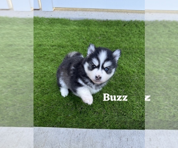 Medium Photo #16 Pomsky Puppy For Sale in VENUS, PA, USA