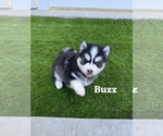 Small Photo #16 Pomsky Puppy For Sale in VENUS, PA, USA