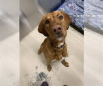 Small Irish Setter Mix
