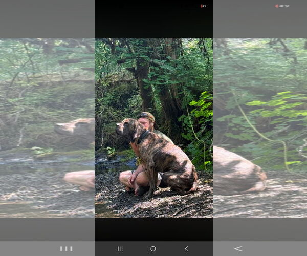 Medium Photo #3 Mutt Puppy For Sale in Jasper, AL, USA
