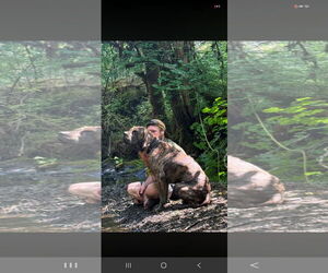 Chief - Male Mutt Dog for Adoption - Photo #3