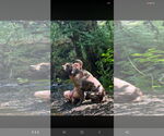 Small #2 Mutt