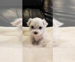 Small #1 Maltese