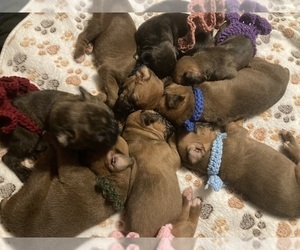 Boxer Puppy for Sale in PARRISH, Florida USA