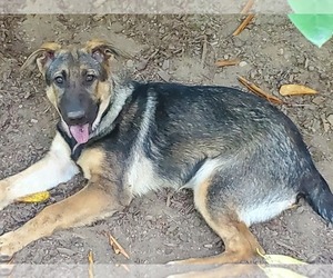 German Shepherd Dog Puppy for sale in MOUNT VERNON, WA, USA