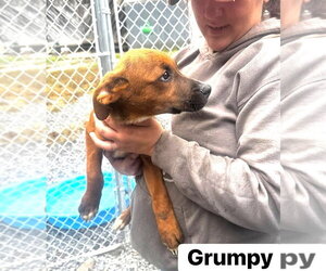 Grumpy (13wo, 20lbs) - Male Mutt Dog for Adoption - Photo #2
