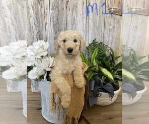 Poodle (Standard) Puppy for sale in ANDALE, KS, USA