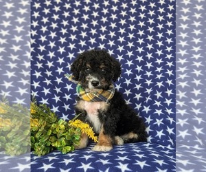 Bernedoodle (Miniature) Puppy for sale in OXFORD, PA, USA