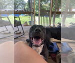 Small #1 Mutt