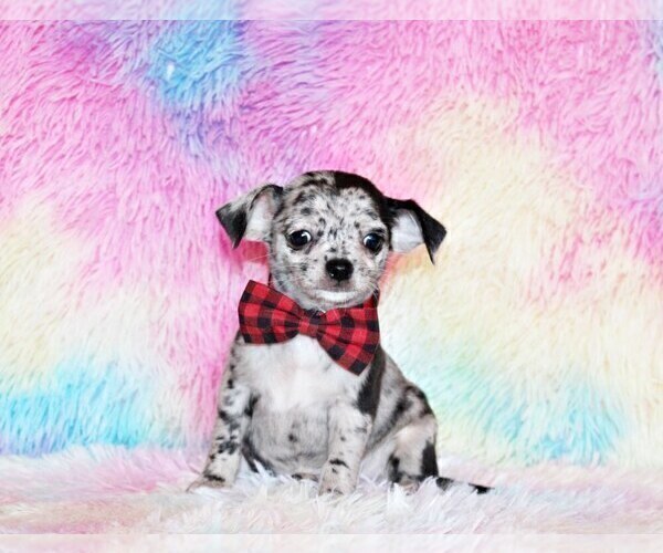 Medium Photo #47 Chihuahua Puppy For Sale in CHARLESTON, AR, USA