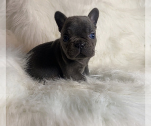 French Bulldog Puppy for sale in LOCUST GROVE, GA, USA