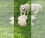 Small #19 English Cream Golden Retriever