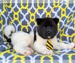 Small Photo #5 Akita Puppy For Sale in AIRVILLE, PA, USA