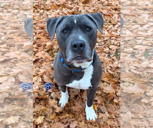 Medium Photo #2 American Pit Bull Terrier-Unknown Mix Puppy For Sale in Jefferson, WI, USA