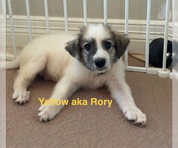 Medium Photo #8 Great Pyrenees Puppy For Sale in Spring, TX, USA