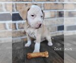 Small Photo #9 Mutt Puppy For Sale in Wakefield, RI, USA