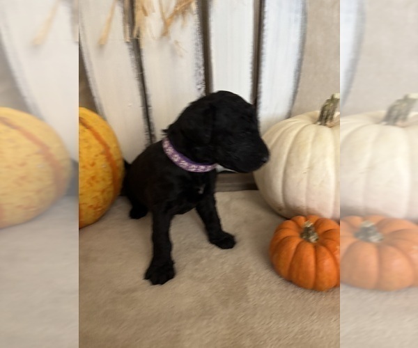 Medium Photo #25 Goldendoodle Puppy For Sale in RED OAK, TX, USA