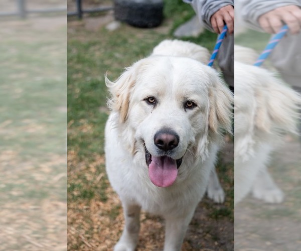 Medium Photo #1 Great Pyrenees Puppy For Sale in Bountiful, UT, USA