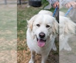 Small Great Pyrenees
