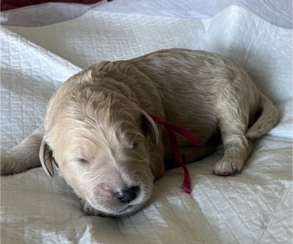Medium Photo #50 Goldendoodle Puppy For Sale in PHOENIX, AZ, USA