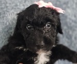 Puppy Jasmine Aussiedoodle Miniature 