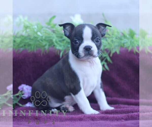 Medium Photo #3 Boston Terrier Puppy For Sale in PORT ROYAL, PA, USA