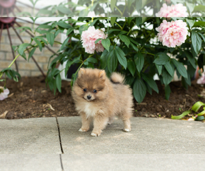 Pomeranian Puppy for sale in NAPPANEE, IN, USA