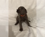 Puppy Silver Labrador Labrador Retriever