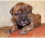Small Photo #13 Bullmastiff Puppy For Sale in VERONA, MO, USA