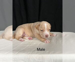 American Pit Bull Terrier-American Staffordshire Terrier Mix Dogs for adoption in Brewster, NY, USA