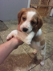 Brittany Puppy for sale in CLEVELAND, TN, USA