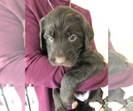 Small Photo #9 Labradoodle Puppy For Sale in OXFORD, PA, USA