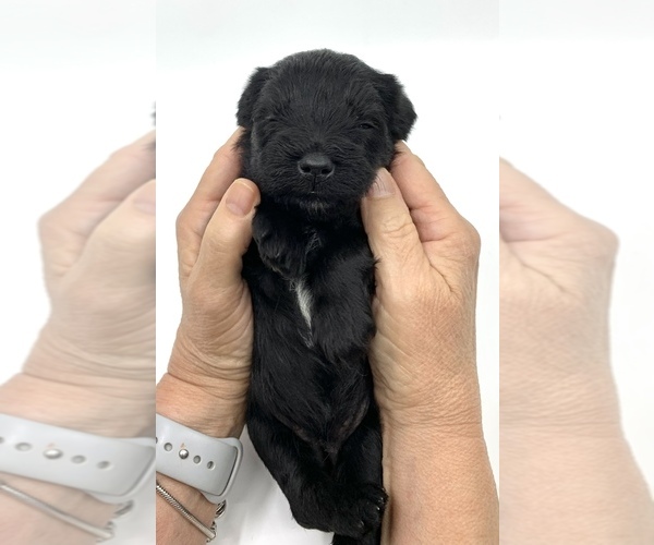 Medium Photo #9 Schnauzer (Miniature) Puppy For Sale in WINTERVILLE, GA, USA