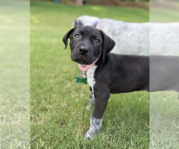 Medium Photo #3 German Shorthaired Pointer-Unknown Mix Puppy For Sale in Greenville, SC, USA