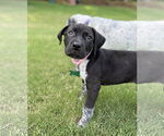 Small #2 German Shorthaired Pointer Mix
