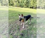 Small #2 German Shepherd Dog